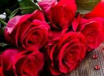 Mách bạn cách chọn mua Phân bón cho hoa hồng phù hợp 