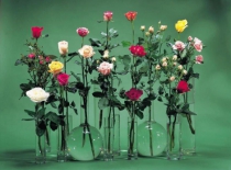 Phân bón Điền Gia | Phân bón cho hoa hồng | Trồng và chăm sóc hoa hồng trong chậu